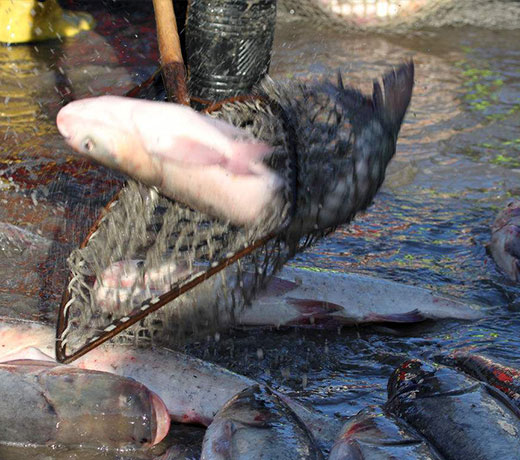 湖北胖頭魚(yú)廠家 