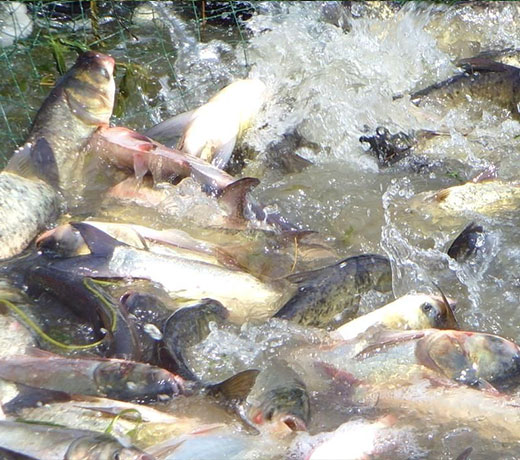 湖北胖頭魚(yú)廠家