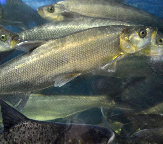 湖北胖頭魚廠家