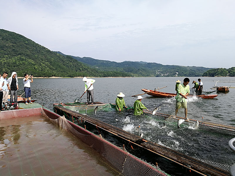 湖北胖頭魚廠家