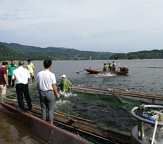 湖北胖頭魚廠家